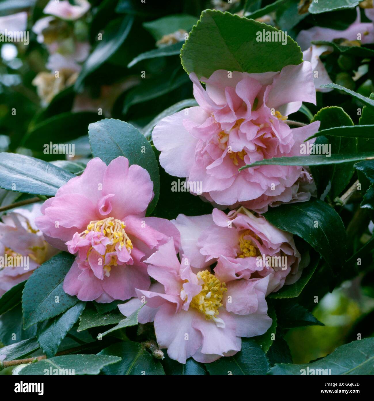 Camellia sasanqua - `Rosea Plena'   CAM047287 Stock Photo